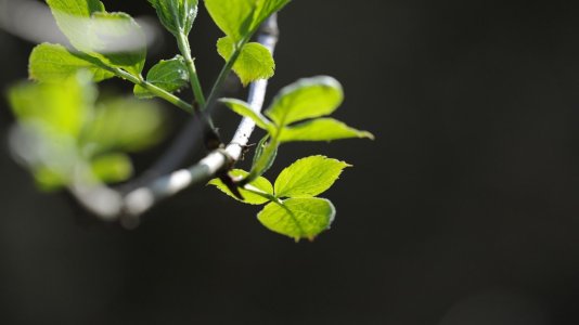 branches_leaves_shape_green_17460_2025x1139.jpg