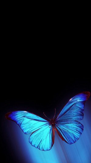 blue-butterfly-wallpaper-background.jpg