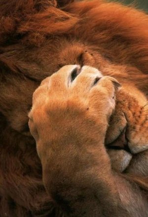 97-lion-facepalm-0a7c9356-sz480x700-animate.jpg