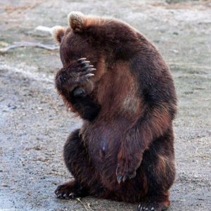 facepalm-bear-560x560.jpg