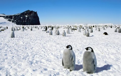 penguins-hd-1920x1200.jpg