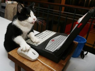 cat using computer.jpg