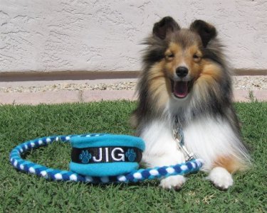 Jig and his leash.jpg