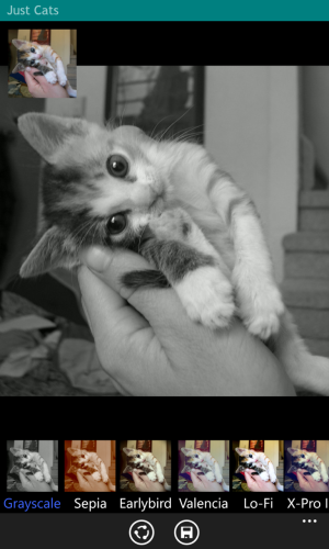 baby_cat_in_hand_grayscale_768x1280.png