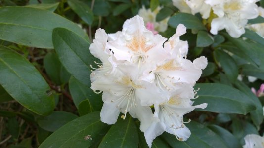 white rhodedendron_20140505_06_57_37.jpg