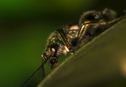 Thick-Legged Flower Beetle (Oedemera nobilis)4.jpg