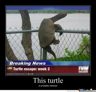escaping-turtle_o_502281.jpg