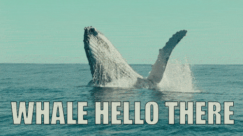 whale_hello.gif