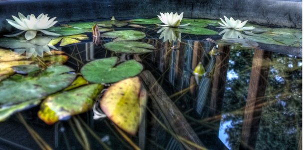 Waterlily-reflectionscroppe.jpg