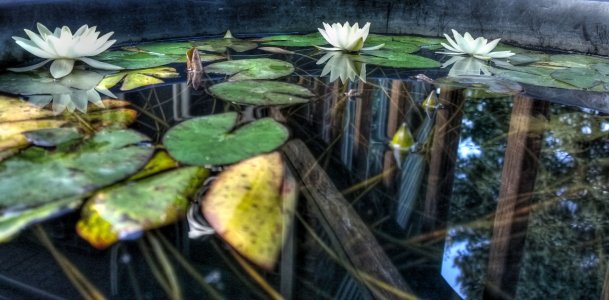 Waterlily-reflectionscro.jpg