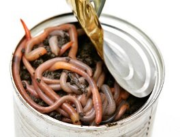Can-of-worms.jpg