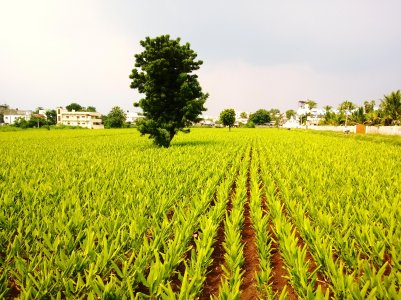 Turmeric Fields.jpg