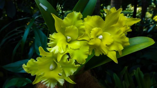 Orchid Garden Singapore.jpg