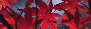 RedLeafs.png