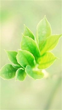 Pure-Bokeh-Plant-Branch-Macro-iphone-6-wallpaper-ilikewallpaper_com_200.jpg