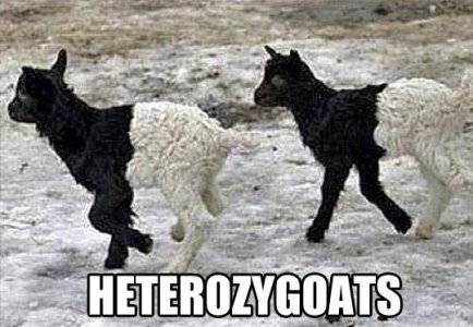 heterozygoats.jpg