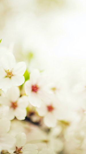 Blossom-Cherry-Spring-Sakura-Nature-Flower-iphone-6-wallpaper-ilikewallpaper_com.jpg