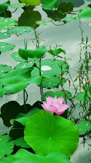 Fresh-Lotus-Pond-iphone-6-wallpaper-ilikewallpaper_com.jpg