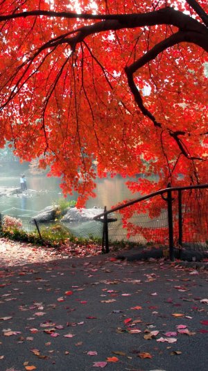 Nature-Hillside-Red-Maple-Tree-iphone-6-wallpaper-ilikewallpaper_com.jpg