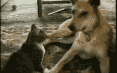 le_cat_attacks_dog__gif__by_lookincool45-d57z2ed.gif