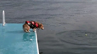 the-corgi-belly-flop1.gif