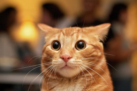 surprised-cat-eric-hacke.jpg