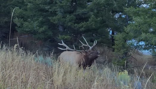 03 Bugling Elk.jpg