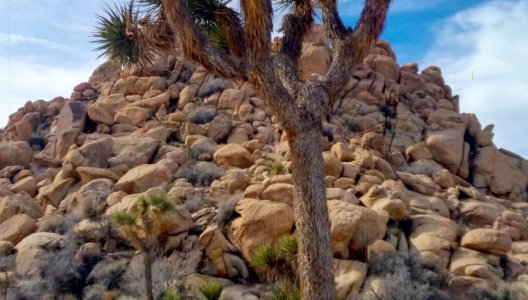 joshuatree with lines.jpg