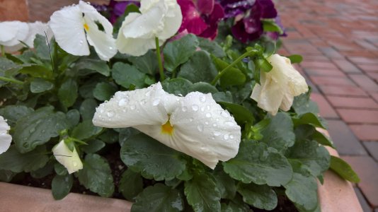 Flower with drops.jpg