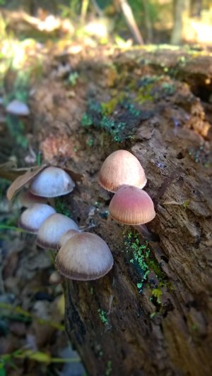 10-17-15 Mushrooms (2).jpg