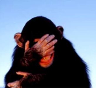 embarrassed-chimpanzee (1).jpg