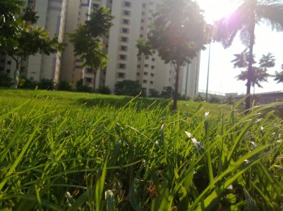 Grass.jpg