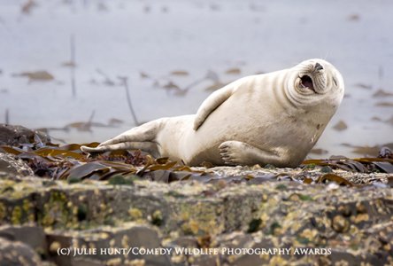 laughing seal.jpg