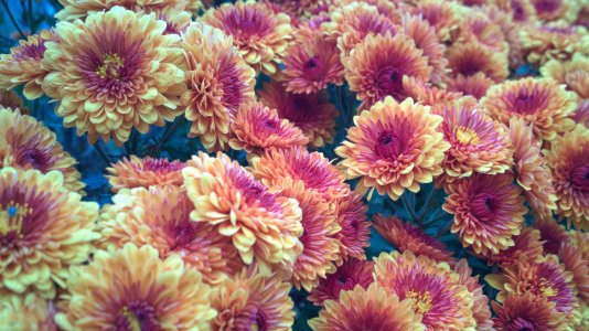 chrysanthemum_final.jpg
