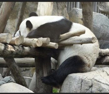 sleeping panda.jpg