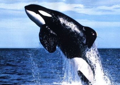 keiko-whale-free-willy.jpg