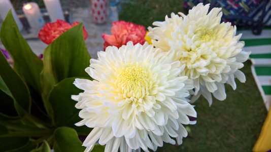 White flower.jpg