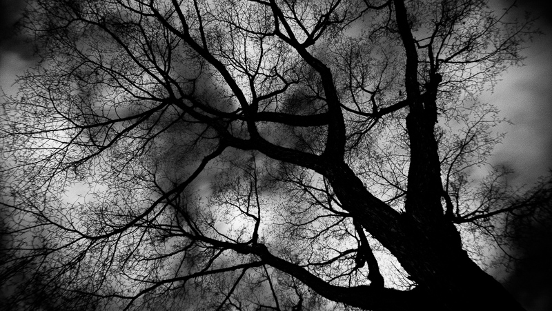 TreesLloydY.jpg