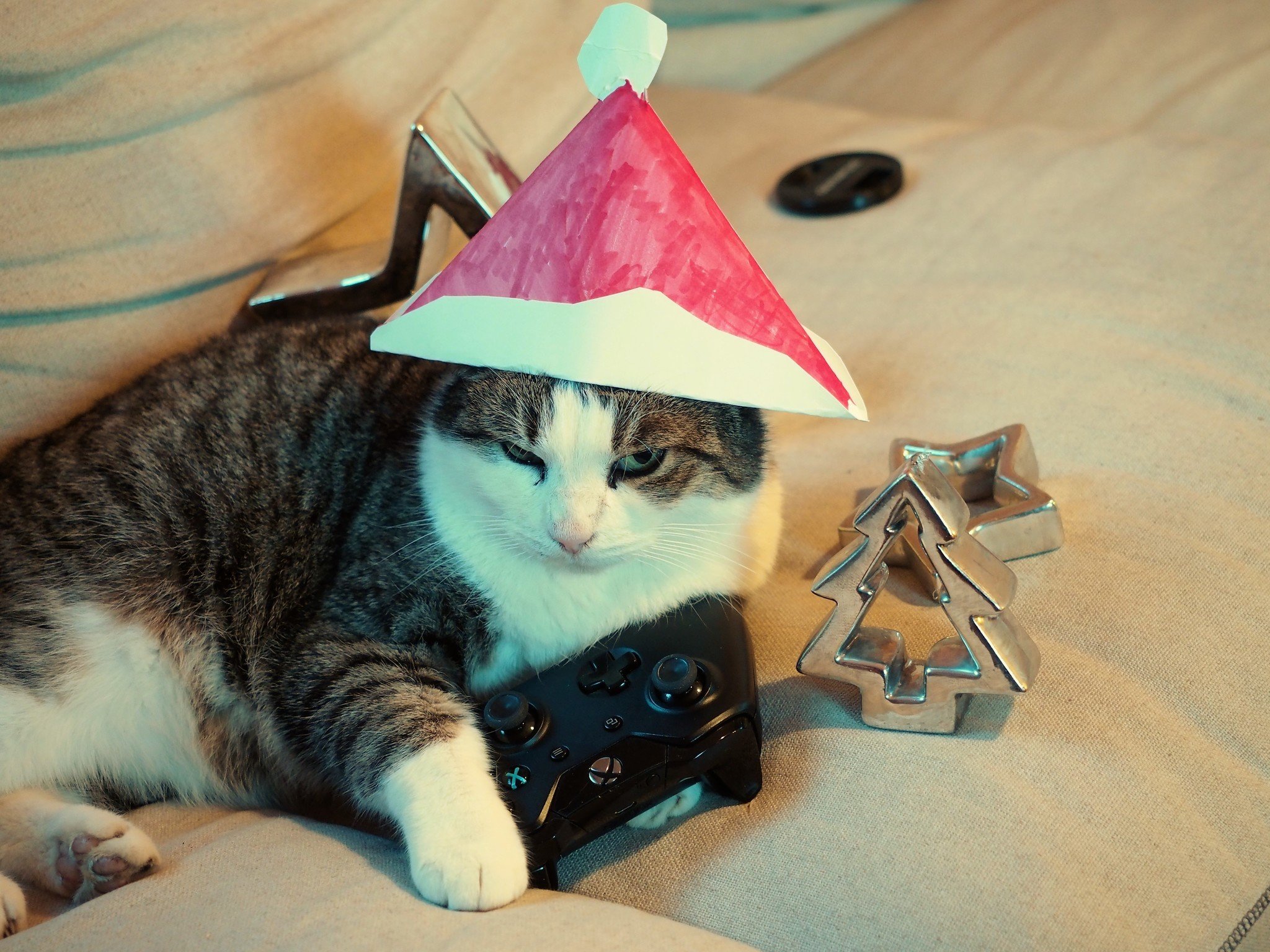 christmas-cat.jpg