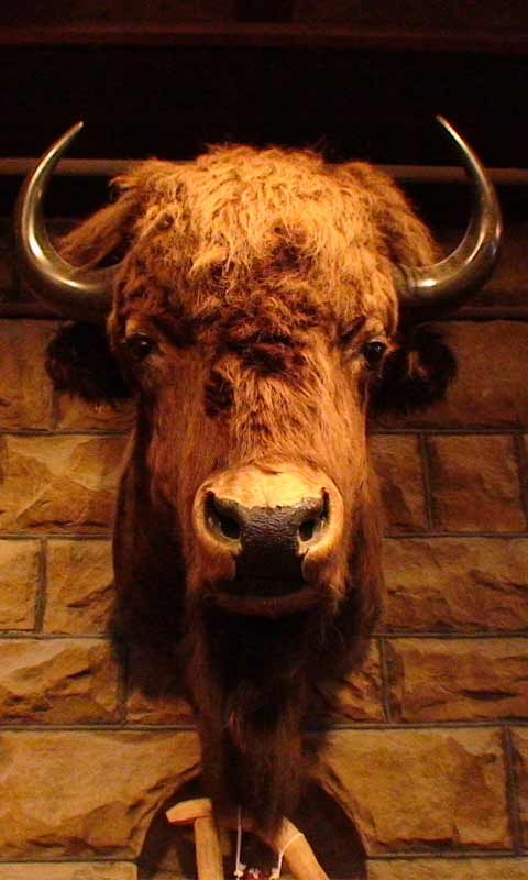 bull.jpg
