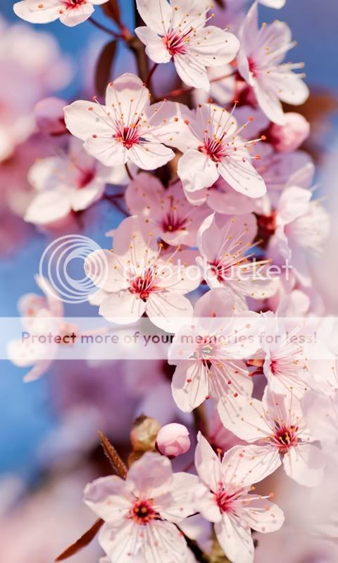 CherryBlossoms.jpg