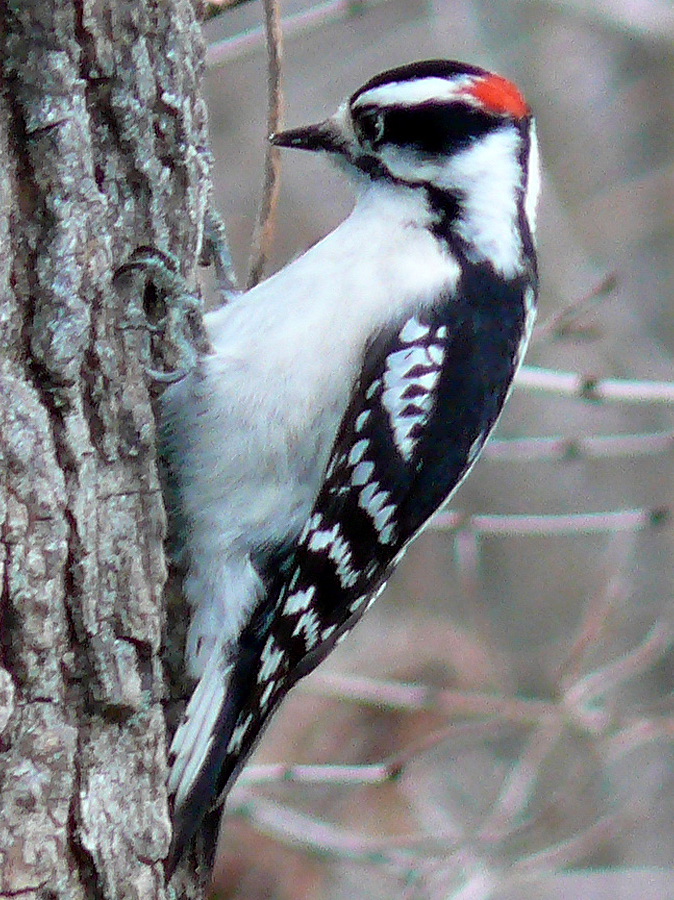 Downy_Woodpecker-Male.jpg