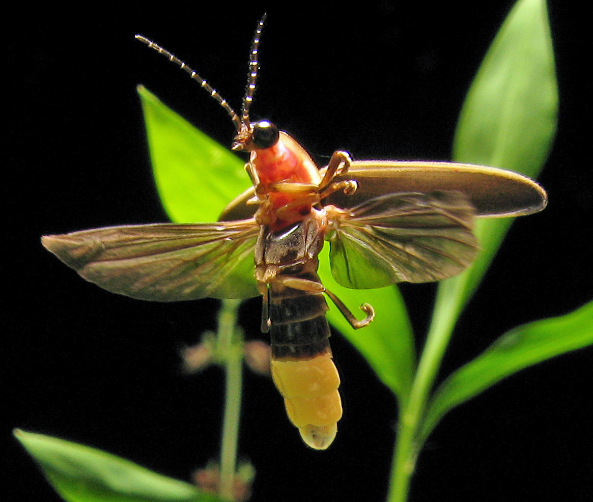 Photinus_pyralis_Firefly_4.jpg