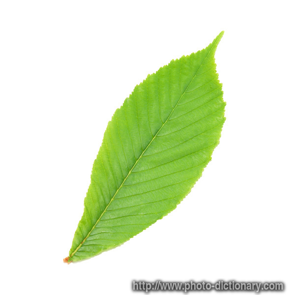 4513chestnut_leaf.jpg