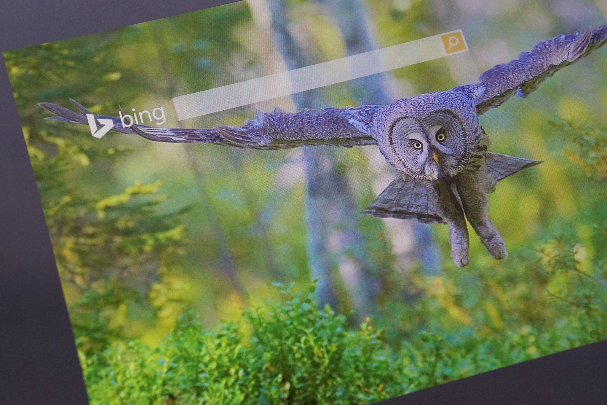 bing_homepage_owl.jpg